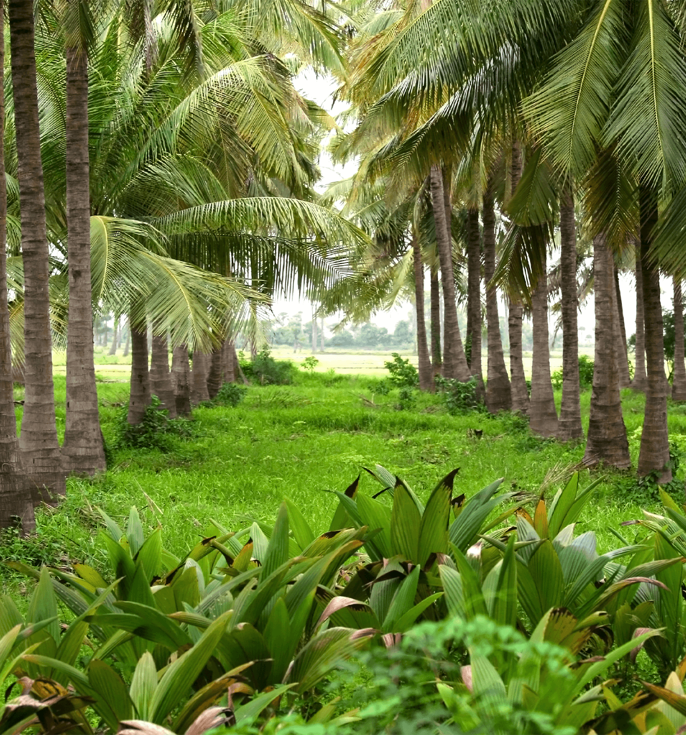 
  
  Ingredients - TRU BLOOM®
  
